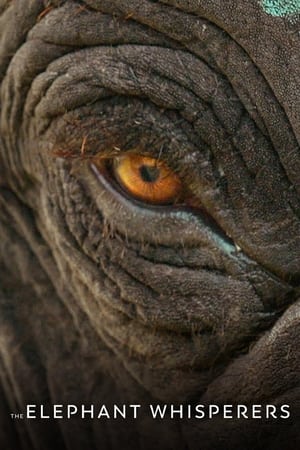 The Elephant Whisperers (2022) Hindi Dual Audio – Movie Poster